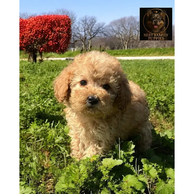 French Poodle Apricot  Certif, Kit Y Veterinario X 2 Meses
