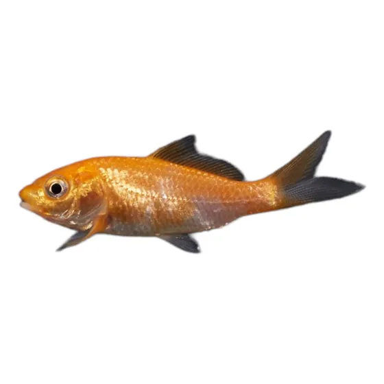 Pez Koi Peces Koi Agua Fria Estanque Acuarios Santiago Spa
