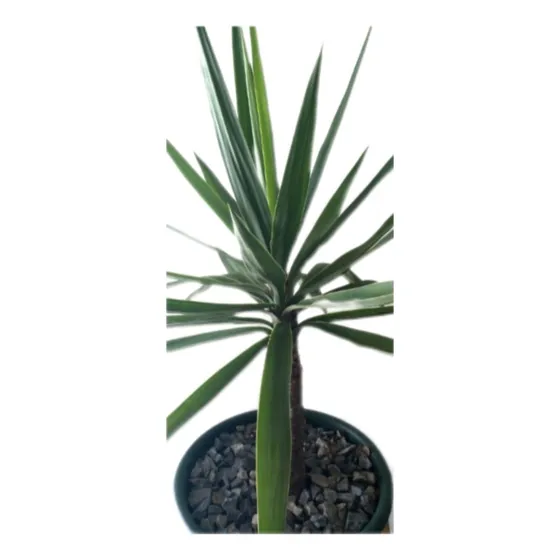 Planta Palma Yucca