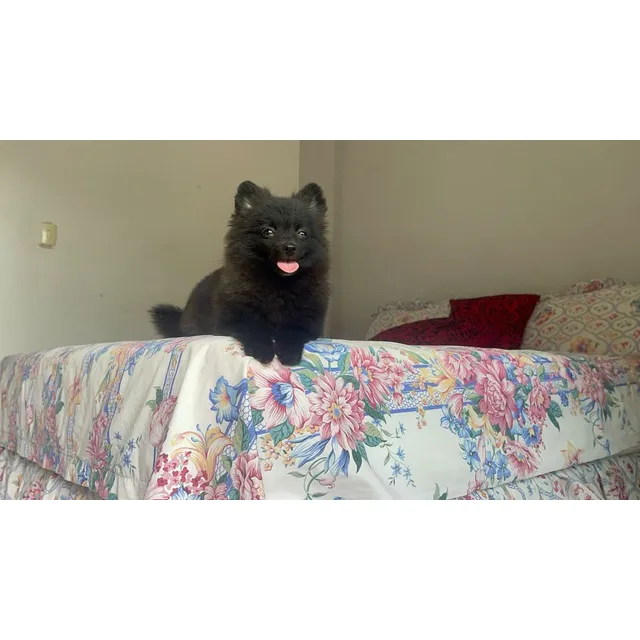 Pomerania Micro