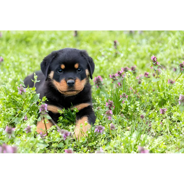 Cachorros Rottweiler Con Pedigree Perros Manizales Pasto