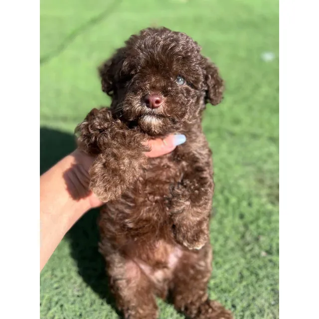 Cachorros Caniche Chocolate Montería Animal Pets Colombia