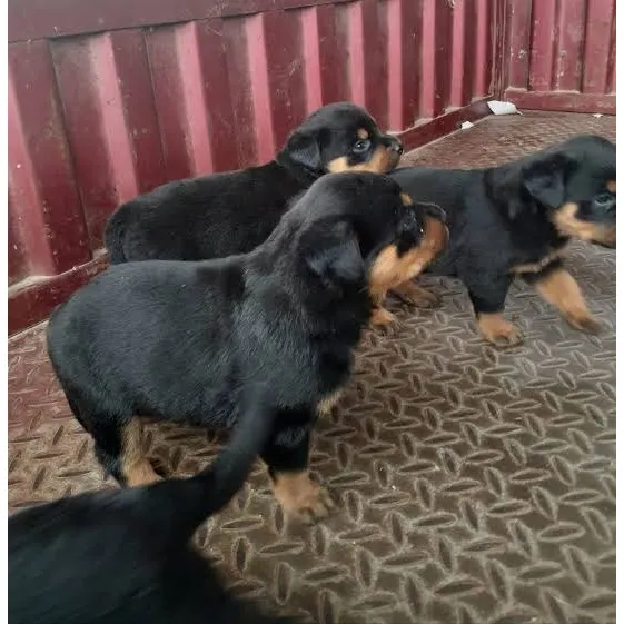 Cachorros Rottweiler