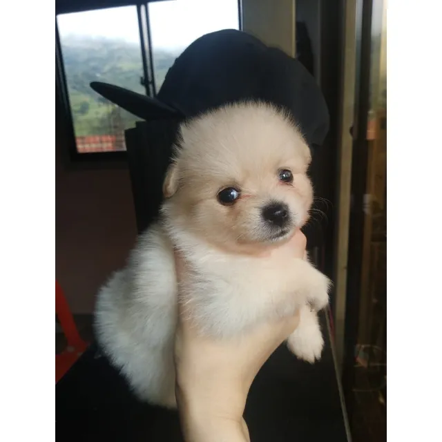 Perros Cachorros Pomerania Lulu En Venta Villavicencio 
