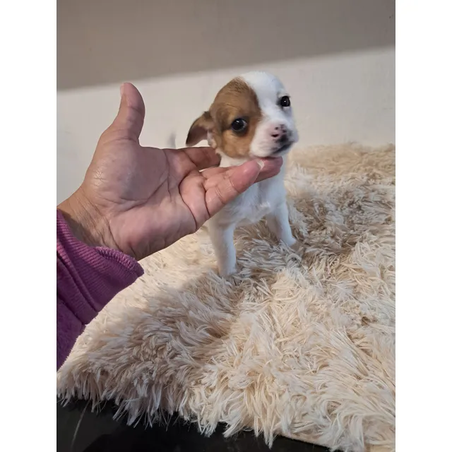 Chihuahua Hembra Minis Cabeza De Manzana Corto