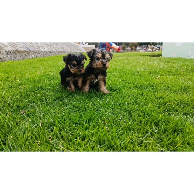 Cachorros Yorkshire Terrier