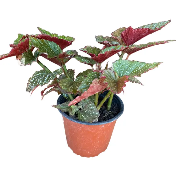Begonia Alitas De Ángel/ No Envío A Regiones