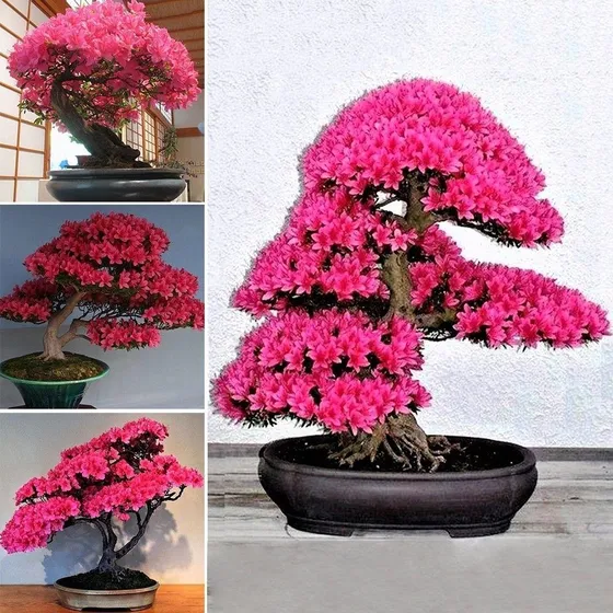 10 Semillas Cerezo Rojo Japonés Sakura Escarificadas :-)