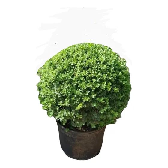 Buxus Bocha Sempervirens 10 Lts. Naturaleza Activa