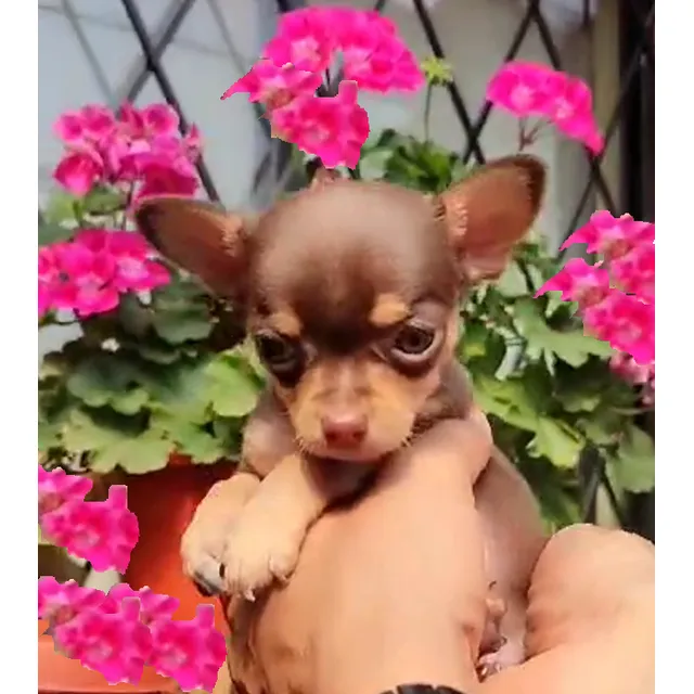 Bellos Chihuahua Mini Cachorros Puros Hembra Y Macho