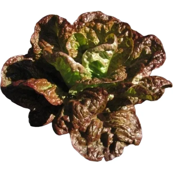 400 Semillas Lechuga Maravilla 4 Estaciones - Huerta Premium