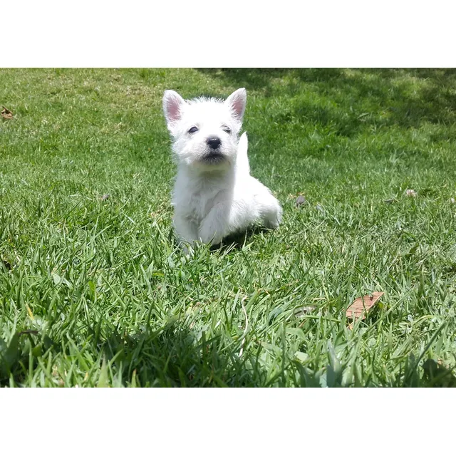 Hermosos Cachorros West Highland White Terrier Westie Westy Blanco998170811