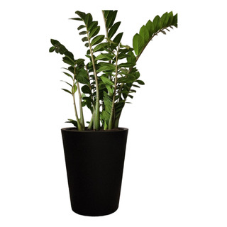 Maceta Minimalista De Plástico Gerbera Blanca Exterior O Int Maceta Minimalista De Plástico Gerbera Blanca Exterior O Int