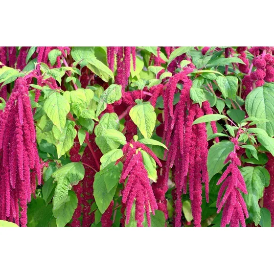 Semilla De Amaranto 1 Gr Rinde Hasta 1000 Plantas