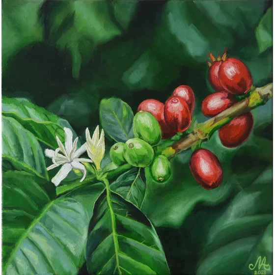 Cuadro Bayas De Café Ecuatorianas 30x30cm