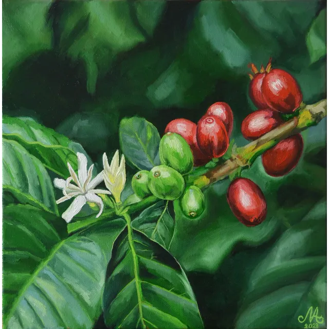 Cuadro Bayas De Café Ecuatorianas 30x30cm