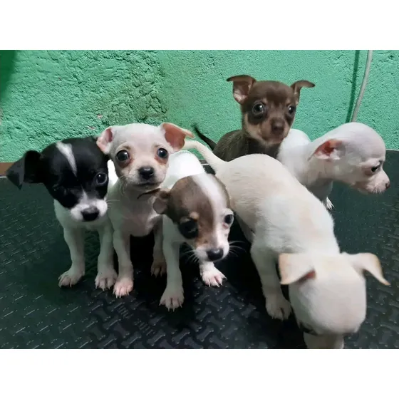 Cachorros Chihuahua 2 Meses De Nacidos, Vacunados