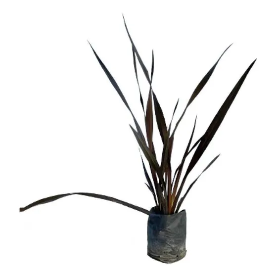Planta Fornios Rubra 4lts Pack X 8