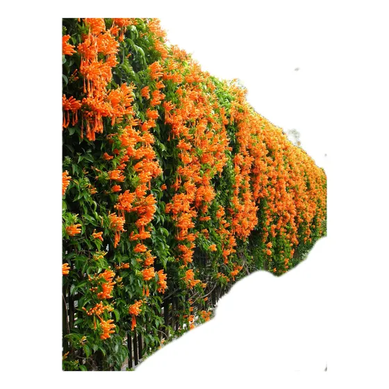 Bignonia Naranja Invierno Pyrostegia Venusta Enredadera 
