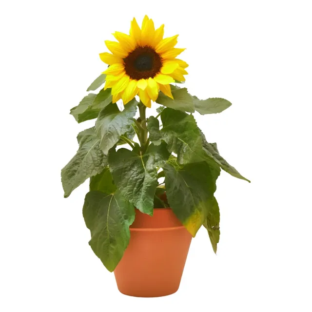 Planta Semillas De Girasol Gigante Para Sembrar