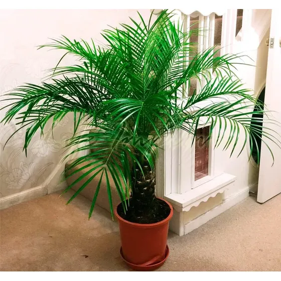 Semillas Canarias Palmera Datilera Rara Fenix Arbol Perenne
