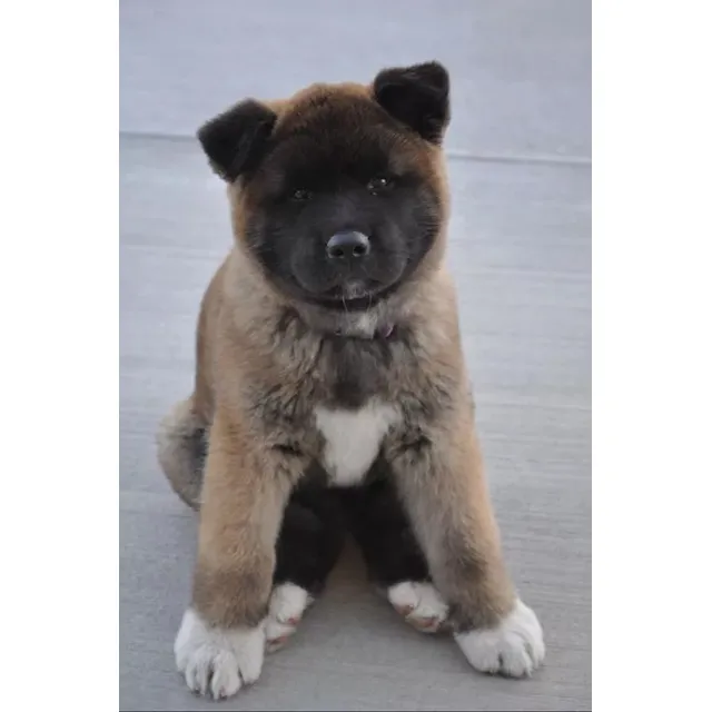 Akita Americano Cachorros