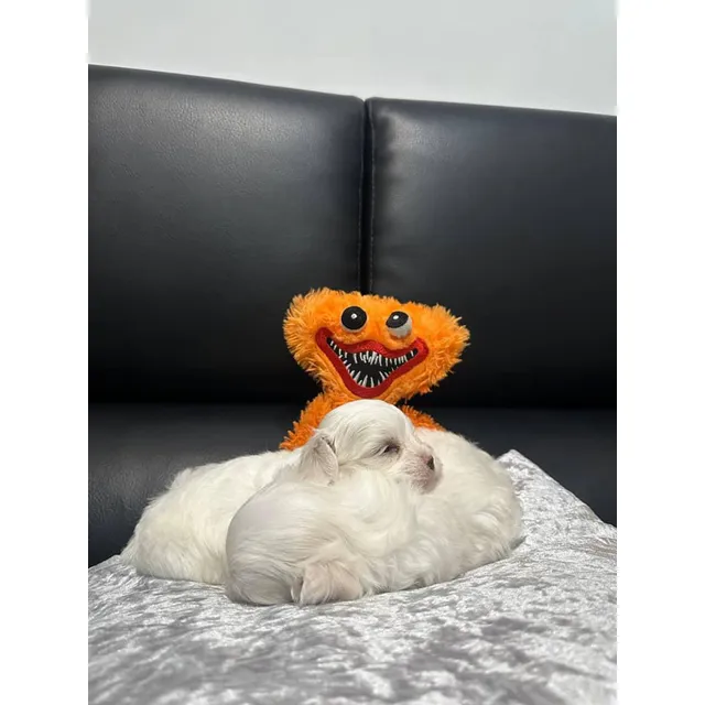 Bichón Maltés Macho 100% Puros