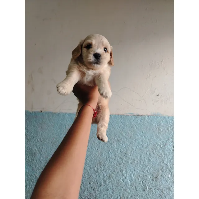 Cachorros Maltipo Pequeños Patas Cortas 200 Dolares