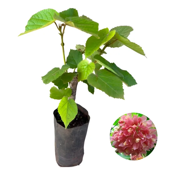 Muda De Dombéia Ou Astrapéia Rosa - Atrai Abelhas