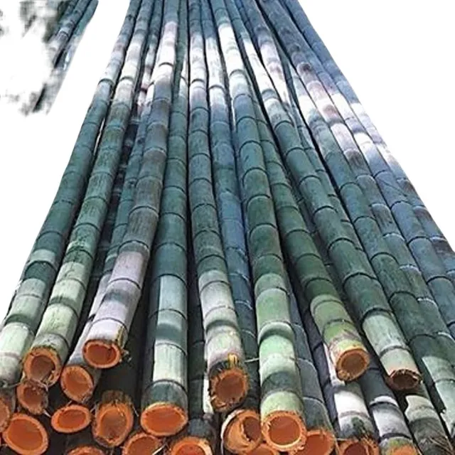300 Sementes De Bambu Guadua (guadua Augustifolia)