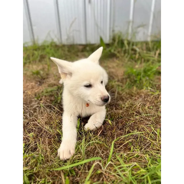 Hermosos Cachorros Akita Inu