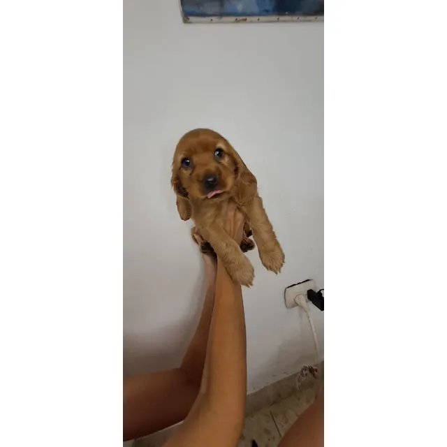 Cocker Spaniel Inglés De Pelaje Largo, 1 Mes