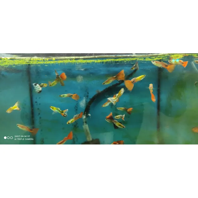 Peces Guppys Comerciales, Parejas, 3 Cm.
