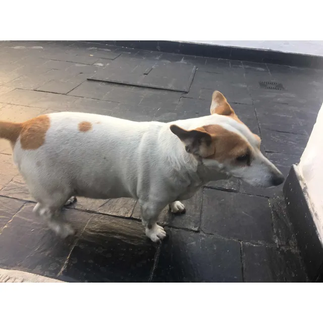 Paseador De Perros Y Cuidadora De Mascotas De Zona Norte