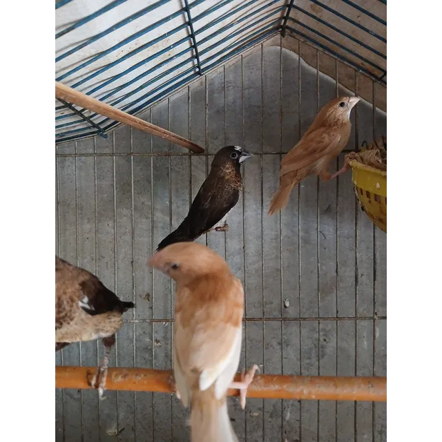 Aves Isabelitas De Japon O Nodrizas