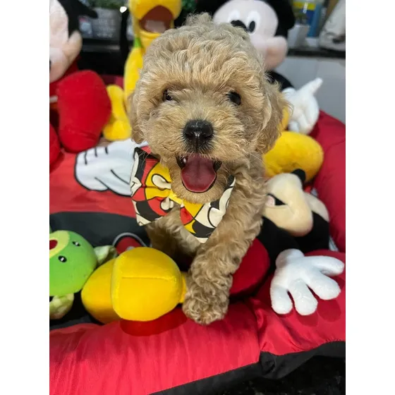 Lindissimo Filhote Poodle Toy Red Caramelo