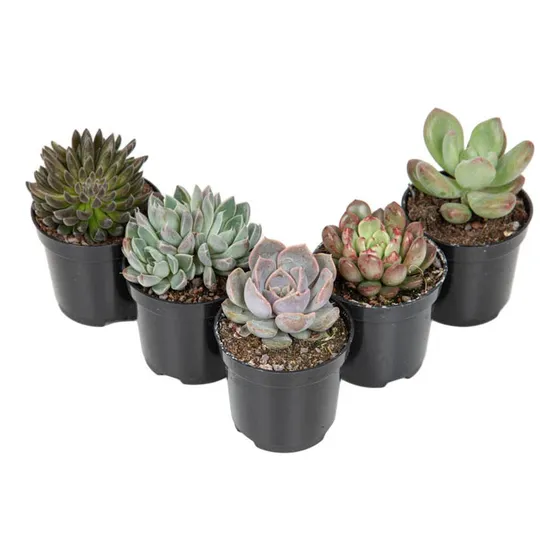 Suculenta Mini P06