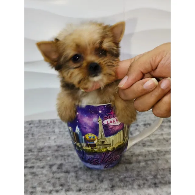 Yorki Yorkshire Hembra Exótica