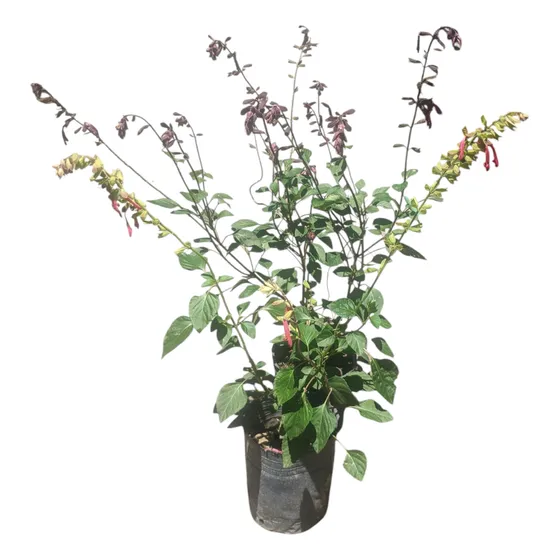 Salvia Wendy 's Wish - Flor Fucsia - Maceta 3 Litros