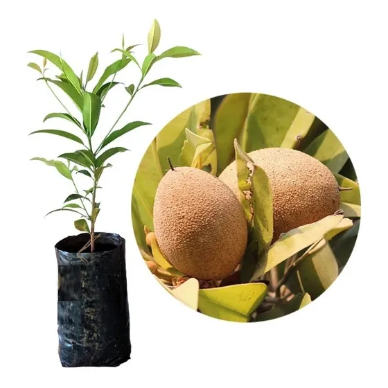 Muda De Sapoti - Sapotizeiro Fácil Cultivo