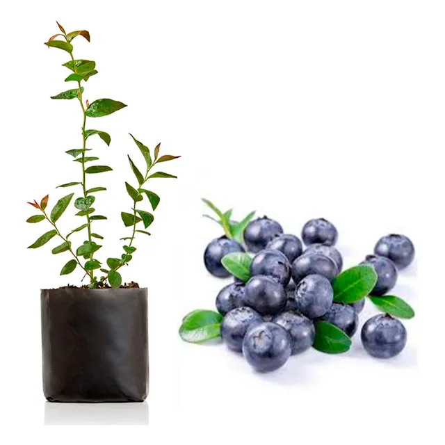 Planta Arandanos Cuando Se Plantan