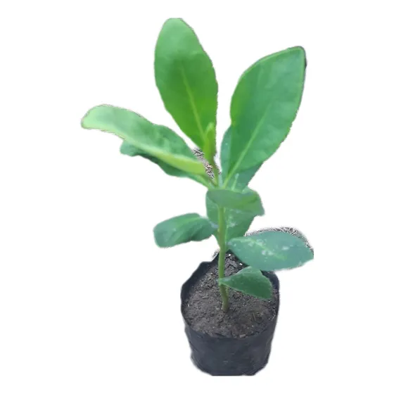 Canelo Árbol Nativo (realizo Envíos)