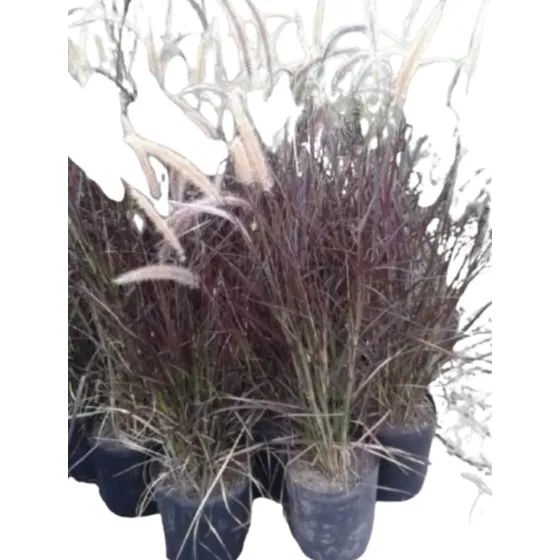 Pennisetum Rubra Cola De Zorro Graminea