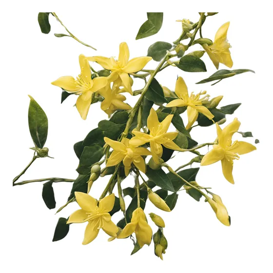Jazmin Amarillo En 3l Plantas Naturales Trepadoras Ofertas