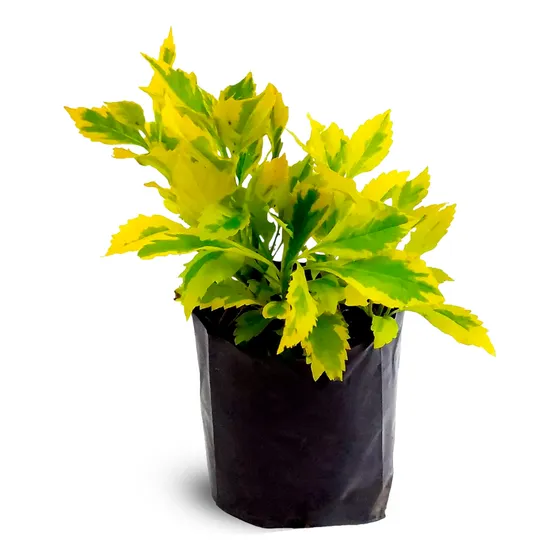 Plantas Ornamentales De Garbancillo Limón Para Jardines