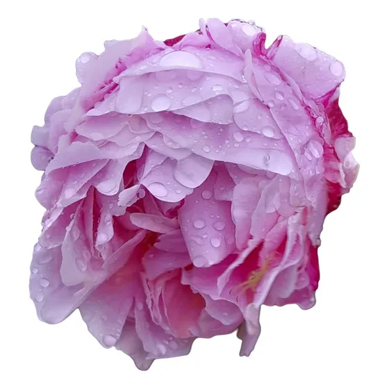 Rizoma Peonia Sara Bernard