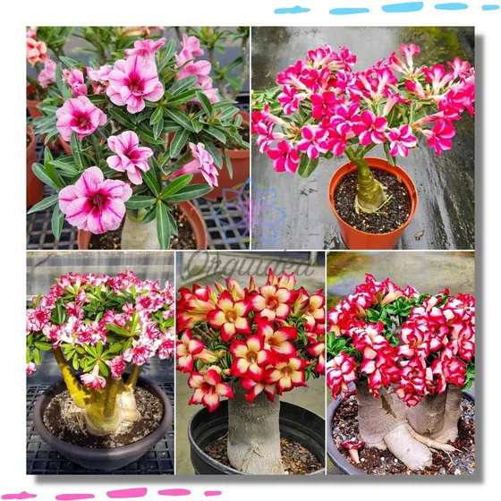 Rosa Do Deserto Mudas Kit C/ 10 Dupla Tripla Varios Tipos
