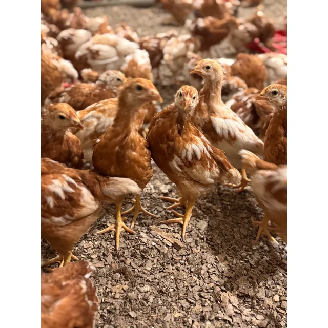 Gallinas Ponedoras -  1 Mes + 8 Vacunas - Julio