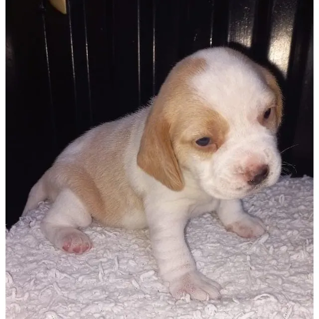 Cachorro Beagle Macho