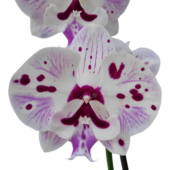 Orquídea Phalaenopsis Speechless Elegance Big Lip Pintalgada